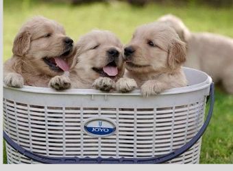 Golden Retriever